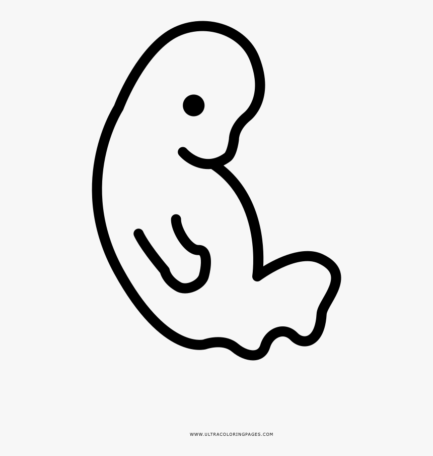 Embryo Coloring Page - Line Art, HD Png Download, Free Download