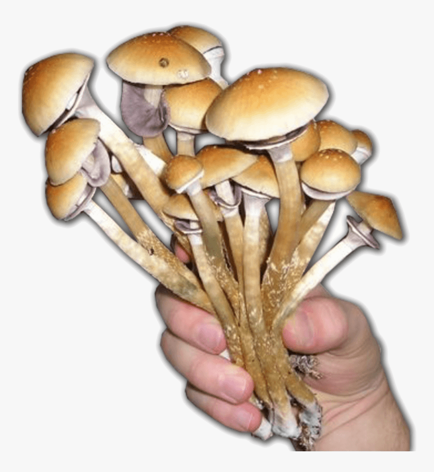Magic Mushrooms, HD Png Download, Free Download