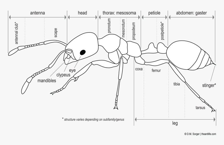 Parts Of An Ant Outline, HD Png Download, Free Download