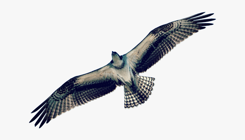 Osprey, HD Png Download, Free Download