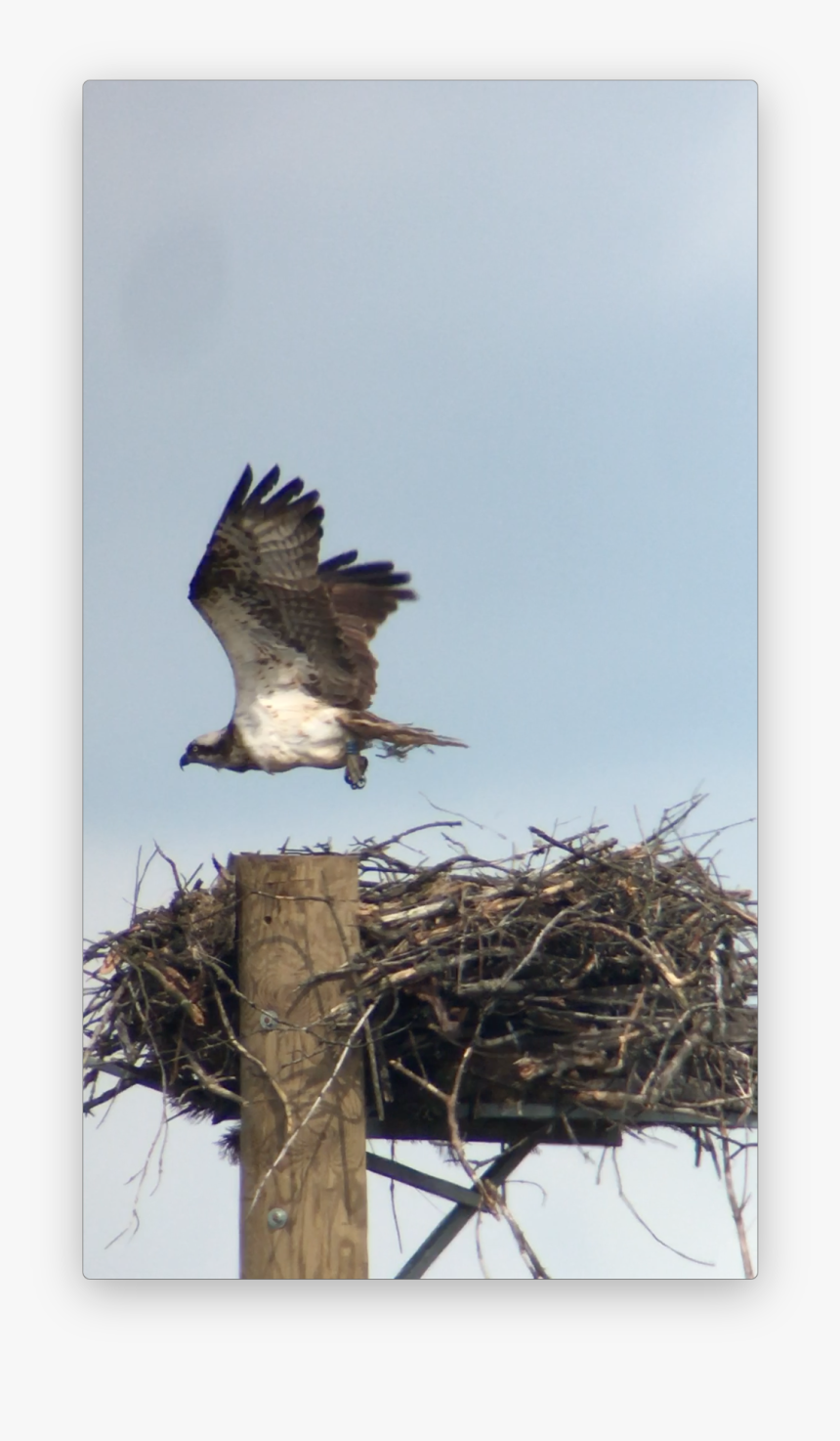 Osprey, HD Png Download, Free Download