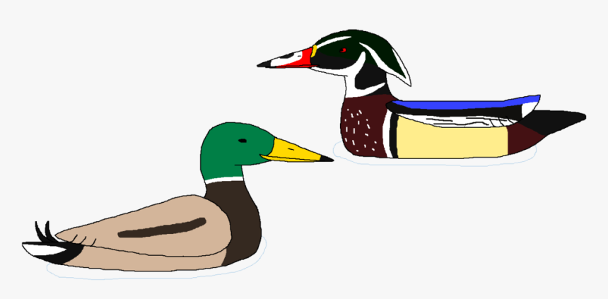 Duck Clip Wild - Mallard, HD Png Download, Free Download