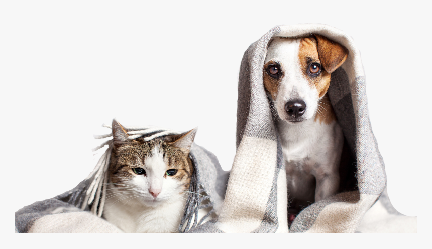 Cold Warning For Dogs, HD Png Download, Free Download