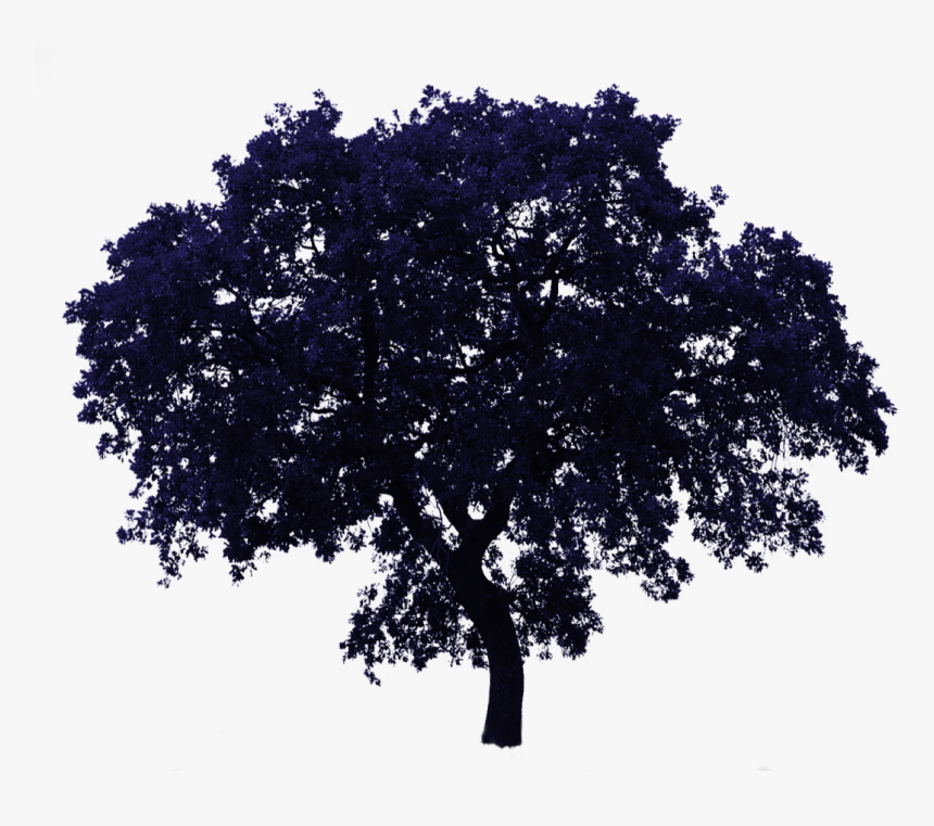 Realistic Tree Transparent Background, HD Png Download, Free Download