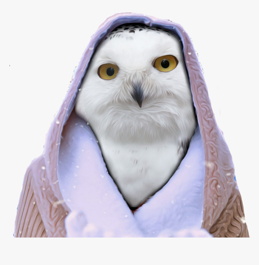 #freetoedit #owl #hoodie #snow #winter #white #png - Snowy Owl, Transparent Png, Free Download