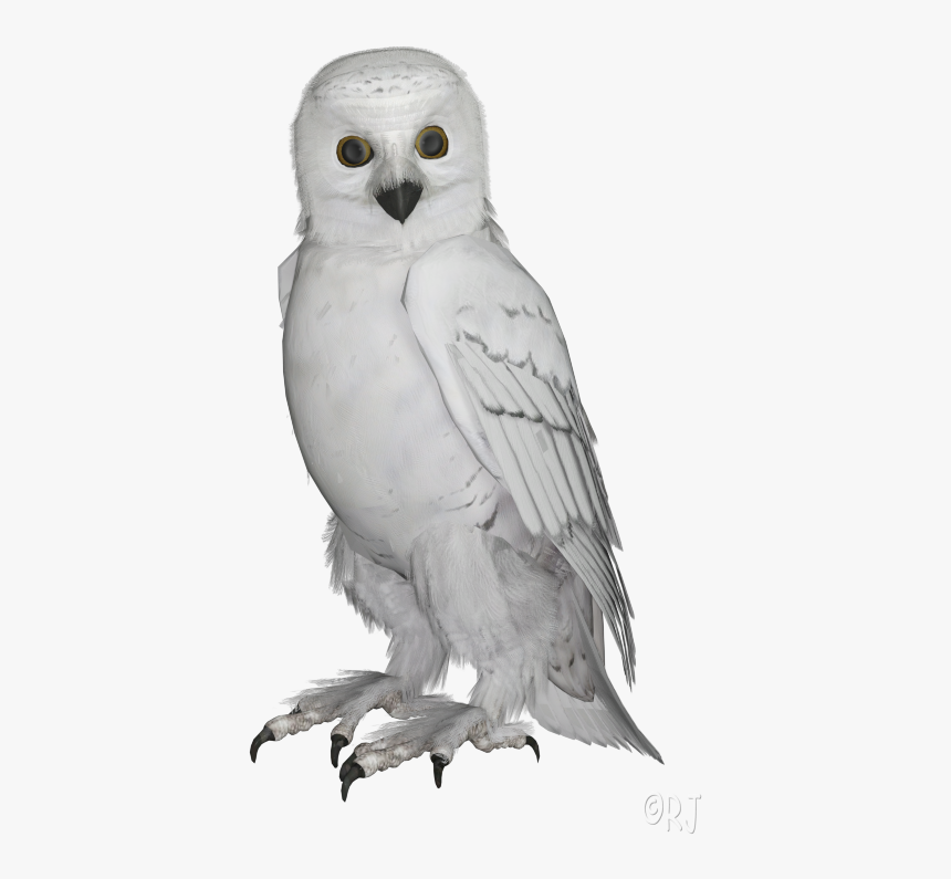 Snowy Owl, HD Png Download, Free Download