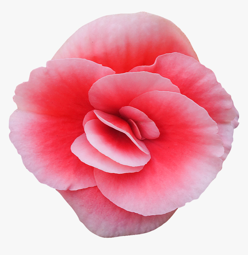 Carnation, HD Png Download, Free Download