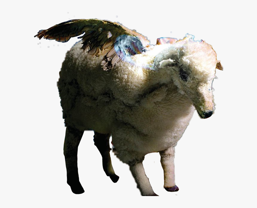 Wingedsheep Sheep Infinityonhigh Falloutboy Fob - Fall Out Boy Infinity On High, HD Png Download, Free Download