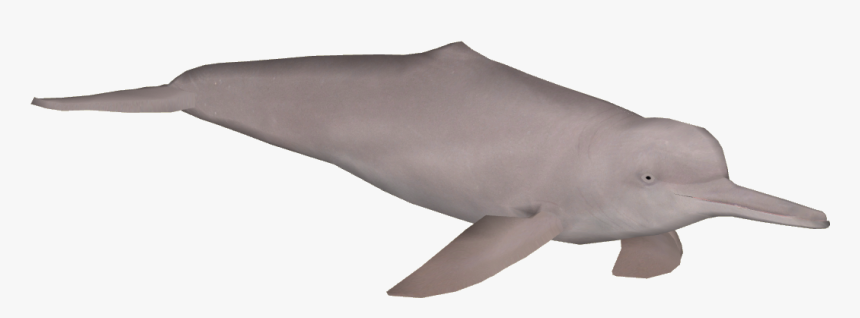 Amazon River Png - Amazon River Dolphin Png, Transparent Png, Free Download