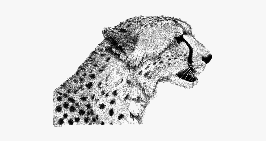 Cheetah Drawing Lion Sketch - Cheetah Drawings, HD Png Download, Free Download