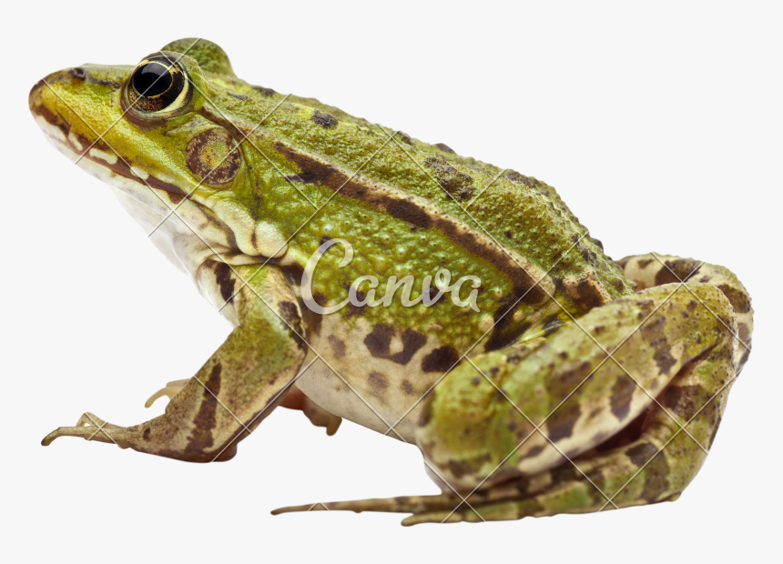 Png Transparent Toad Frog, Png Download, Free Download