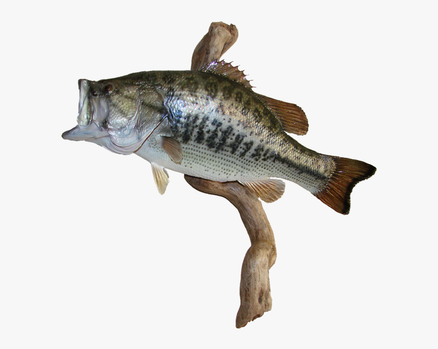 Largemouth Bass Mount - Sea Bass, HD Png Download, Free Download