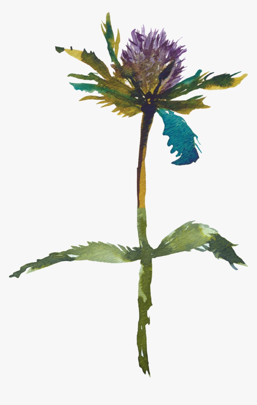 Layer 34 image@4x - Distaff Thistles, HD Png Download, Free Download