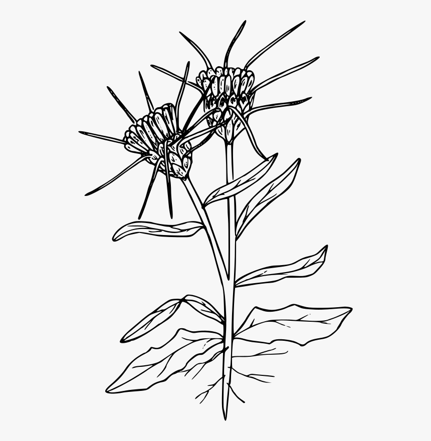 Yellow Star Thistle - Yellow Star Thistle Drawing, HD Png Download, Free Download