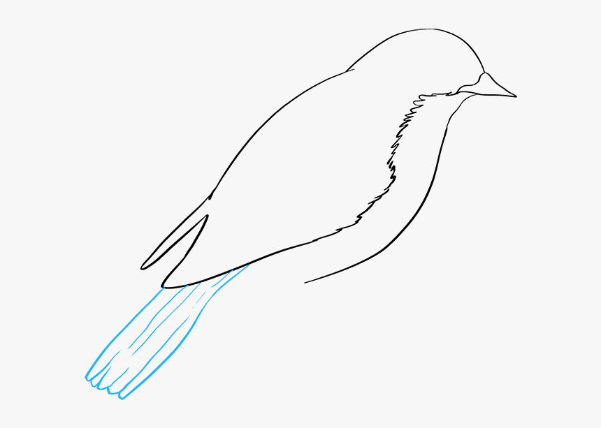 How To Draw Eastern Bluebird - Easy To Draw Bluebird, HD Png Download, Free Download