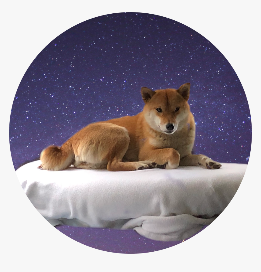 #shibe #shiba #shibadog #galaxy #galaxydog #dog #freetoedit - Red Fox, HD Png Download, Free Download