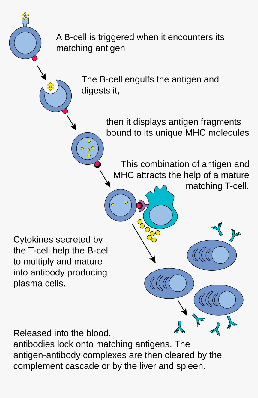 Immune System Fighting Off Disease, HD Png Download, Free Download