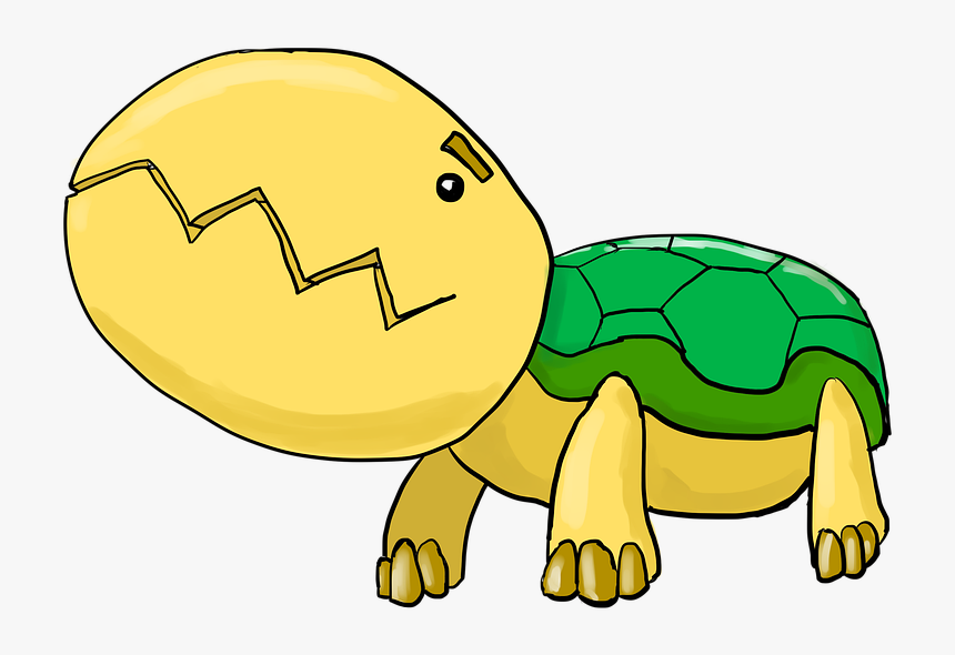 Tortoise, HD Png Download, Free Download