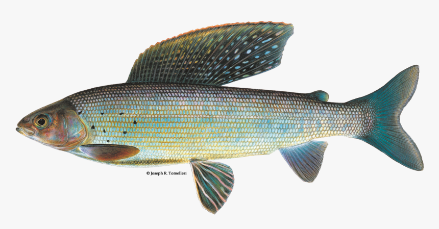 Illustration Of An Arctic Grayling - Arctic Grayling Fish, HD Png Download, Free Download