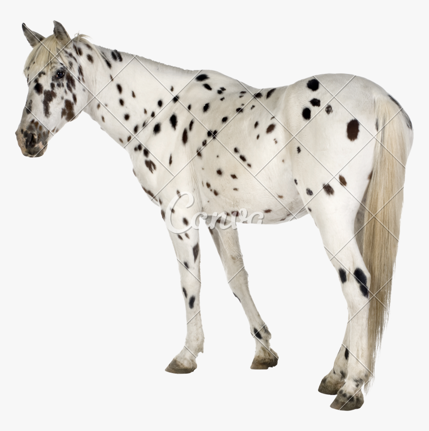 Appaloosa Horse Png - Appaloosa Horse No Background, Transparent Png, Free Download