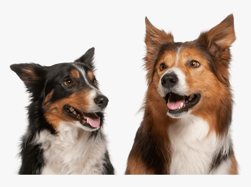 Border Collie, HD Png Download, Free Download