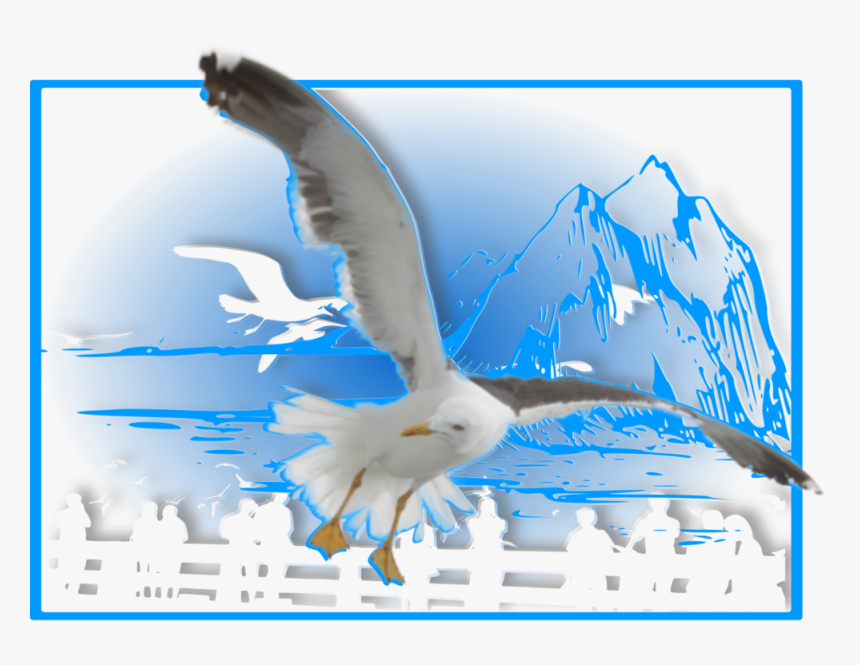 Seagull Quotes - European Herring Gull, HD Png Download, Free Download