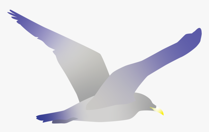 Seagull - European Herring Gull, HD Png Download, Free Download