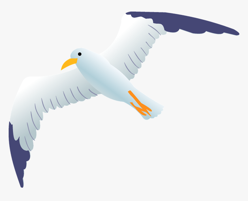 Albatross, HD Png Download, Free Download