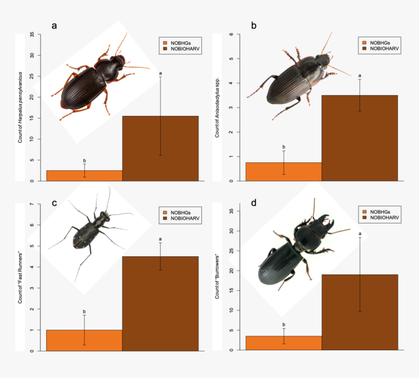 Very Final Figure 3 - Tiger Beetle, HD Png Download, Free Download