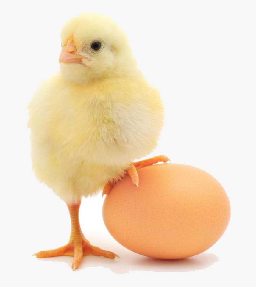 Chicken Or Egg Gif, HD Png Download, Free Download