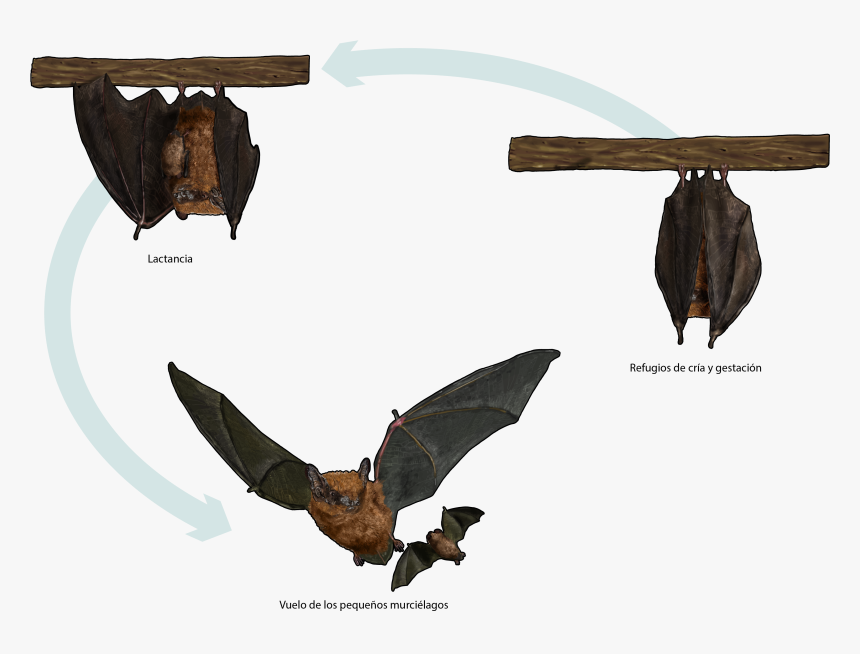 Ciclo De Vida De Los Murcielagos, HD Png Download, Free Download