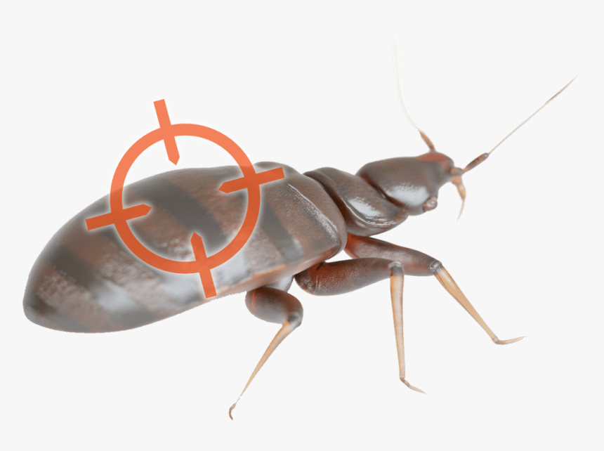 Cincinnati Bed Bug Removal - Ant, HD Png Download, Free Download