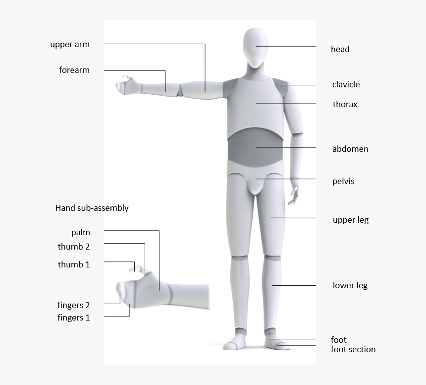 Bodyparts - Standing, HD Png Download, Free Download