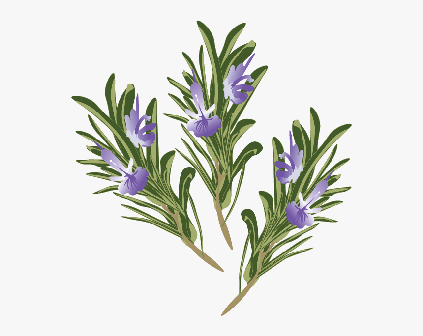 Snow Crocus, HD Png Download, Free Download