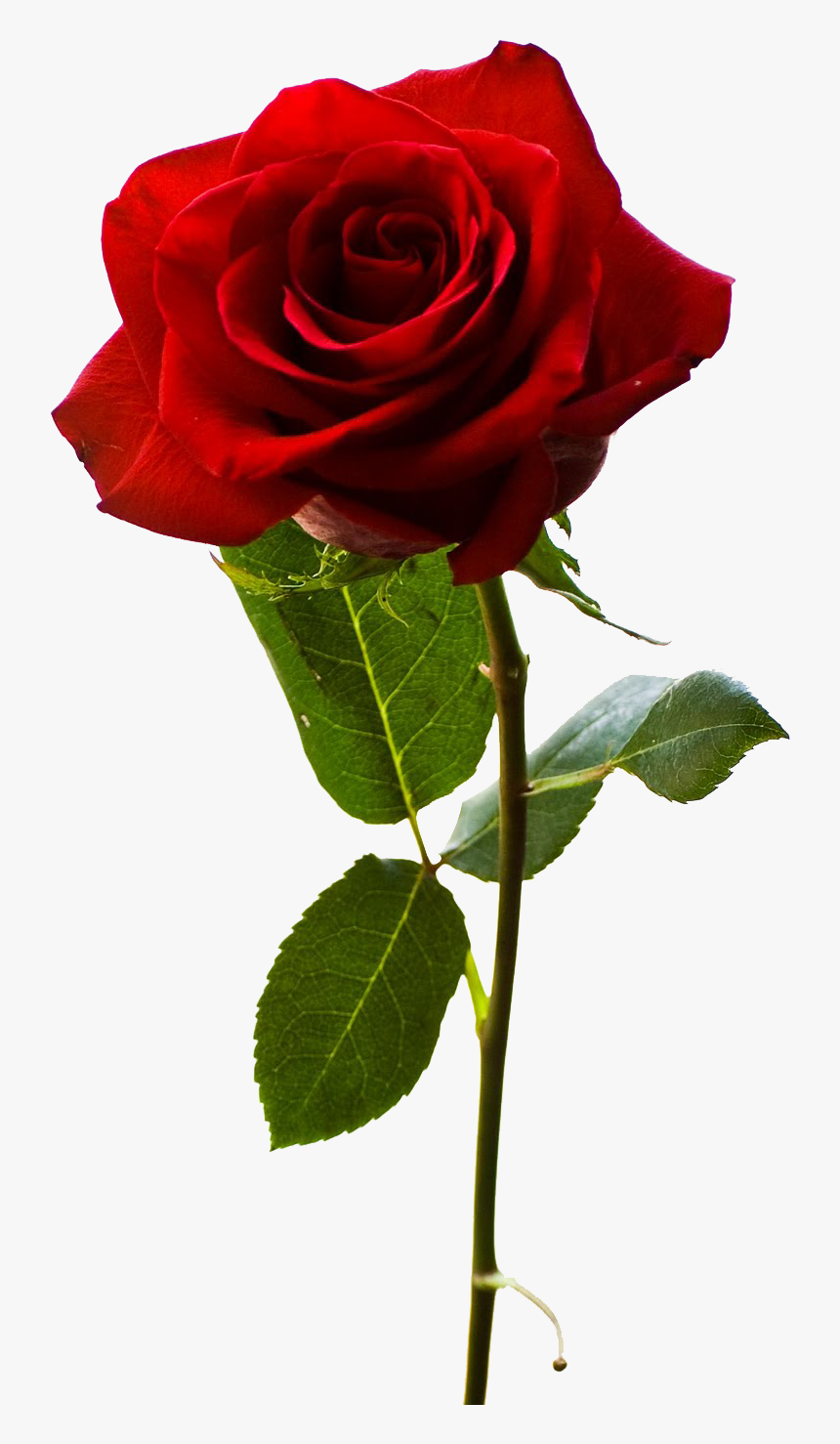 Red Rose - One Rose Flower Png, Transparent Png, Free Download