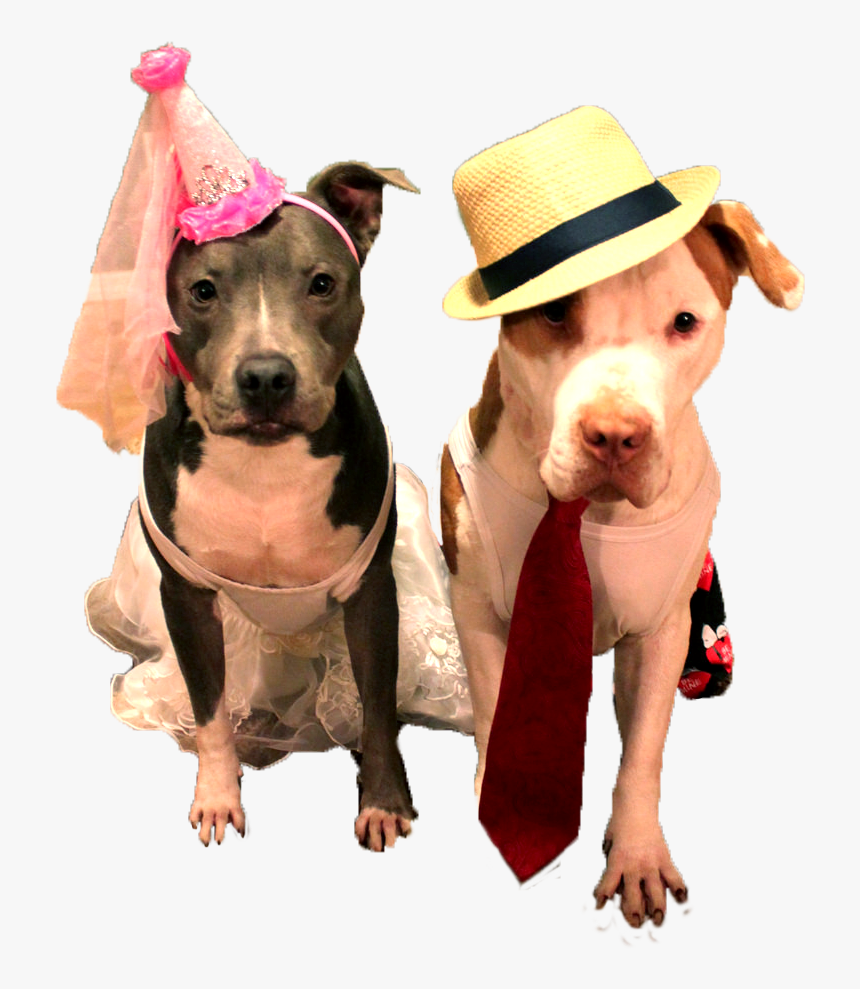 Halloween Costumes At Brown Dog Coffee In Salida And - Dog, HD Png Download, Free Download