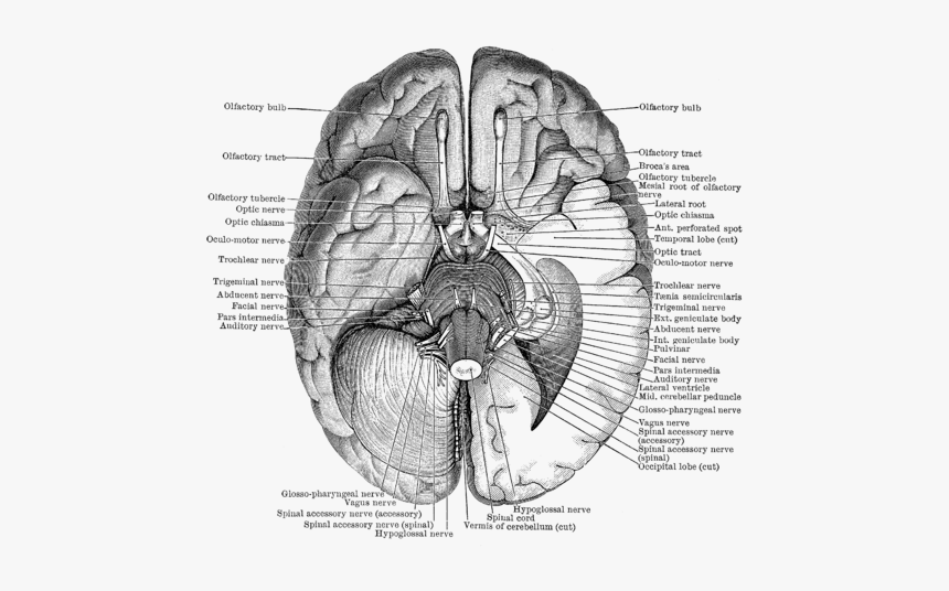 Base Of The Brain, HD Png Download, Free Download