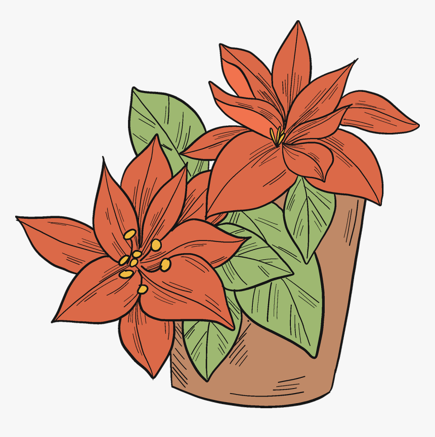 Poinsettia, HD Png Download, Free Download