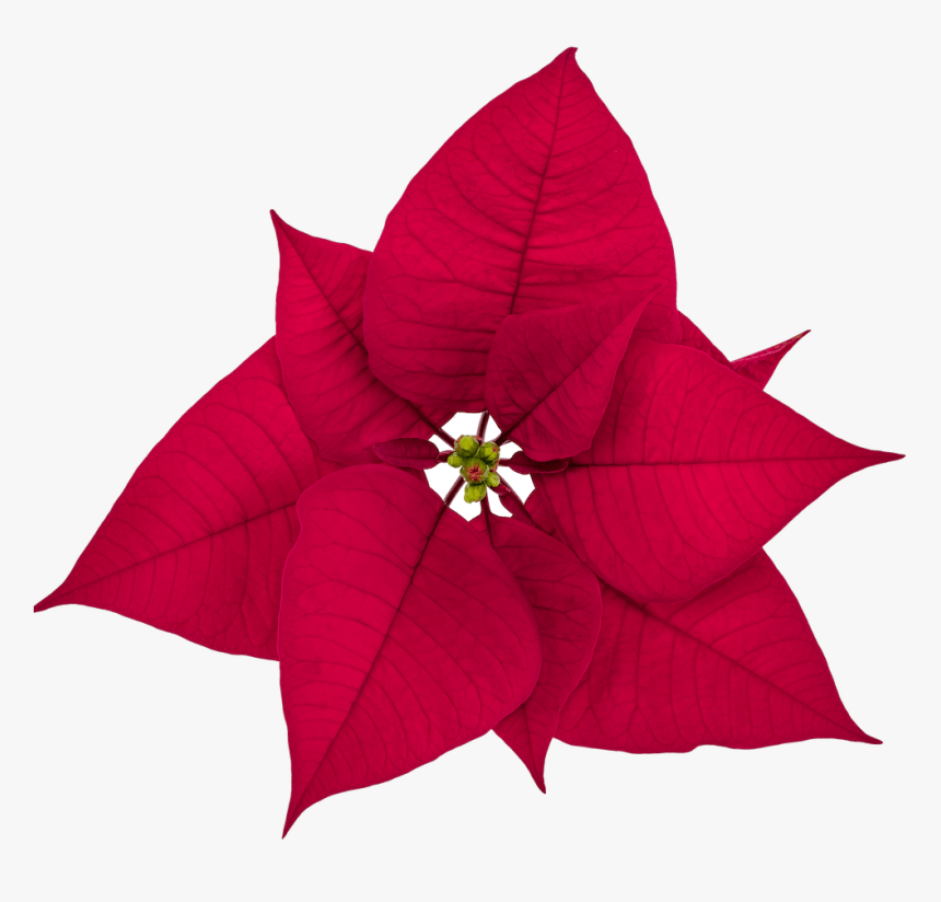 Poinsettia, HD Png Download, Free Download