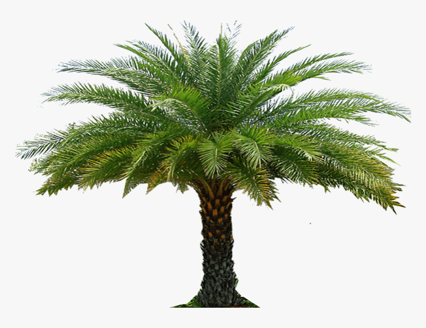 Gardens Png Palm, Transparent Png, Free Download