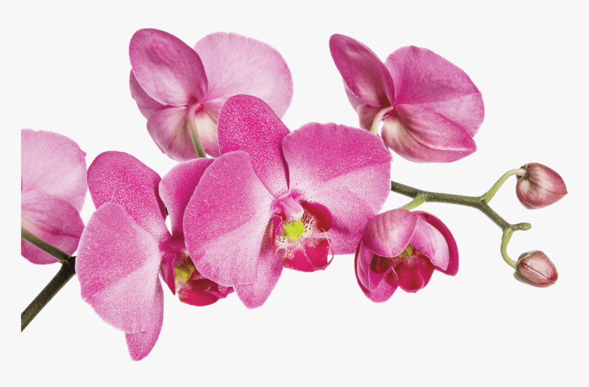 Moth Orchid, HD Png Download, Free Download