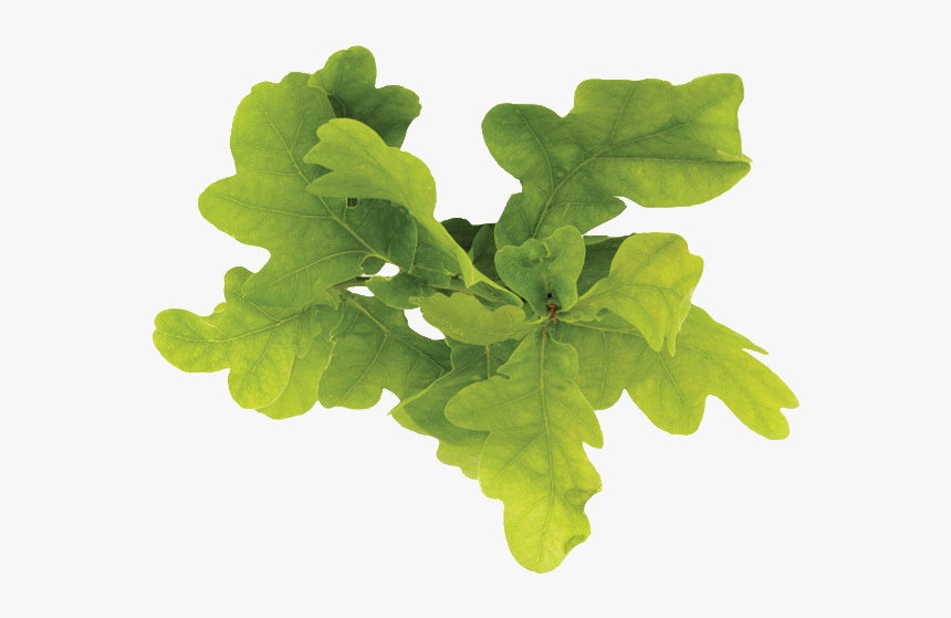 Leaf Vegetable, HD Png Download, Free Download