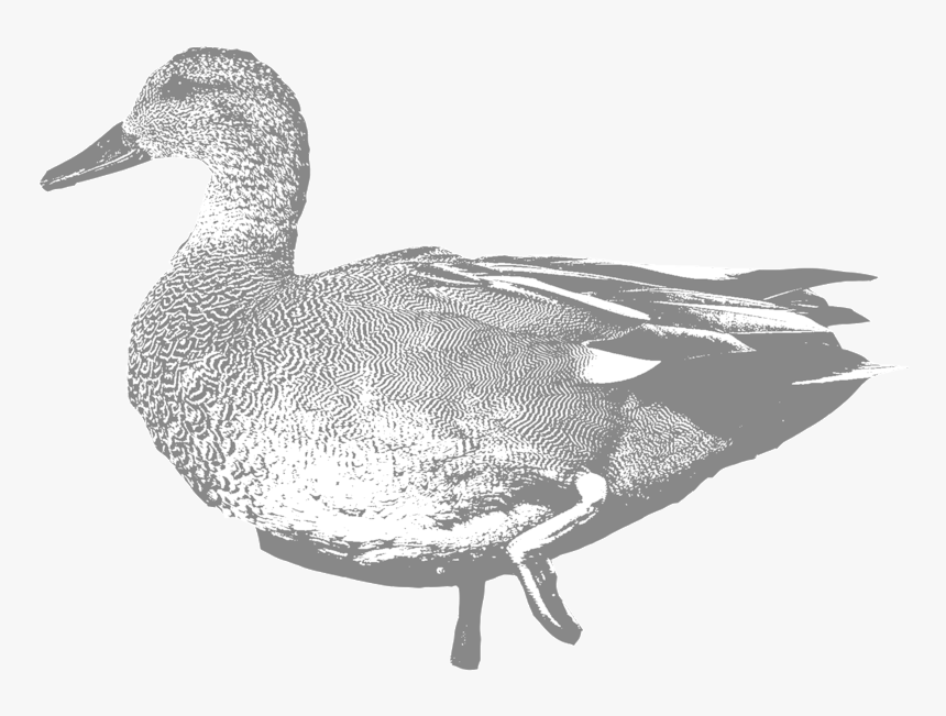 Gadwall - Mallard, HD Png Download, Free Download