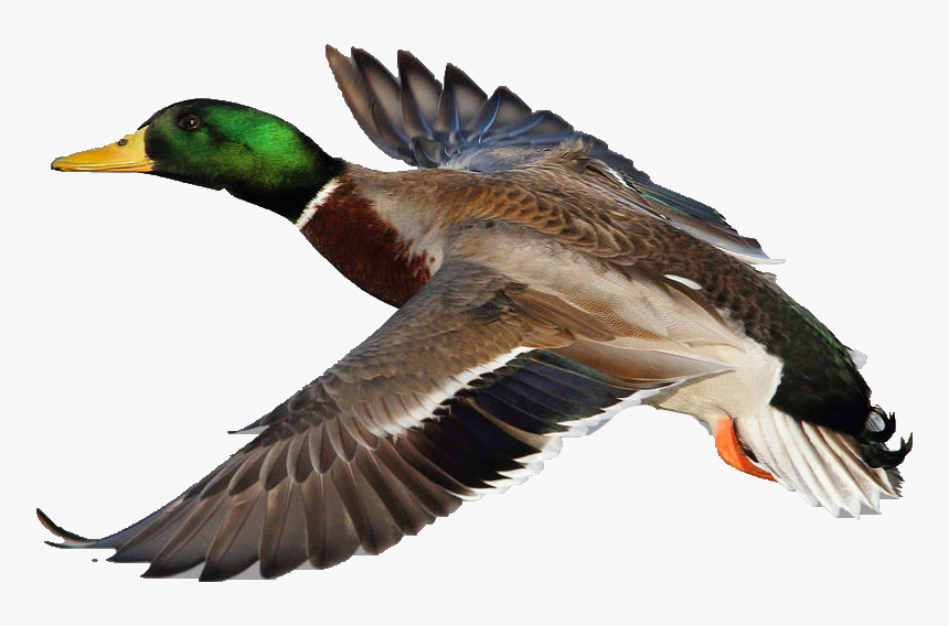 #duck #mallardduck #mallard - Male Mallard Duck In Flight, HD Png Download, Free Download