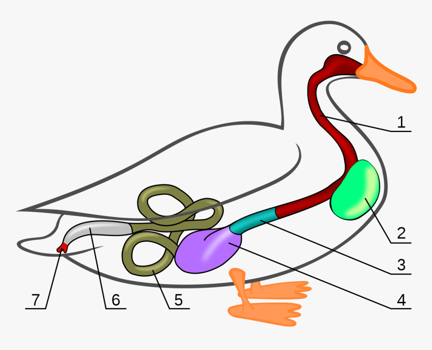 Duck Anatomy, HD Png Download, Free Download