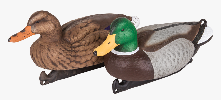 Mallard, HD Png Download, Free Download