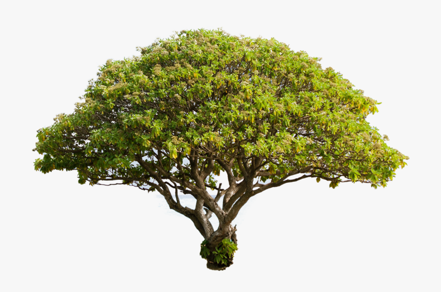 Transparent Background Tree Cut Out Png, Png Download, Free Download