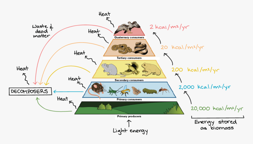 Drawing Posters Ecosystem - Food Web, HD Png Download, Free Download