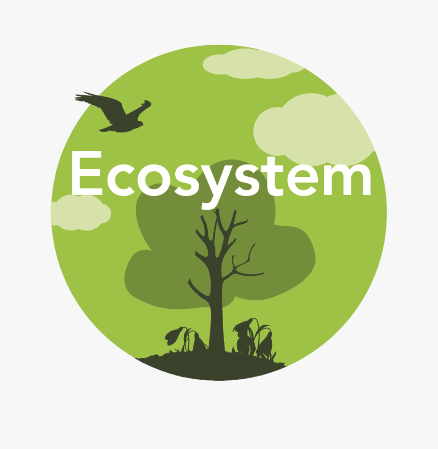 Ecosystem - Tree, HD Png Download, Free Download