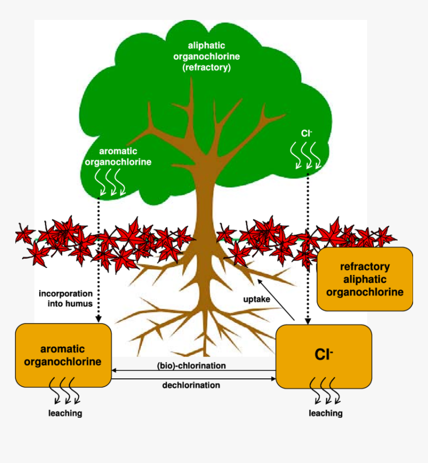 Chlorine Cycle In Soil, HD Png Download - kindpng